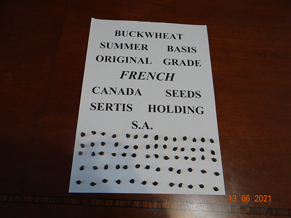 Гречиха сорт FRENCH фото 2