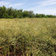 Рапс CABOTO Bt 369 фото 4