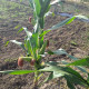 Кукуруза  гмо  гибрид COBURG Bt 236 FAO 290