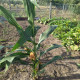 Кукуруза  гмо  гибрид COBURG Bt 236 FAO 290