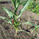 Кукуруза  гмо  гибрид COBURG Bt 236 FAO 290